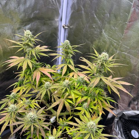 Haze Berry growlog timeline photo