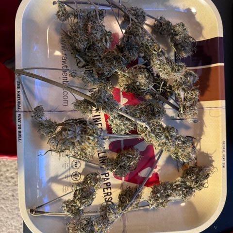 Cookies Gelato growlog photo: Trimmed 60% which came out to 24,6g