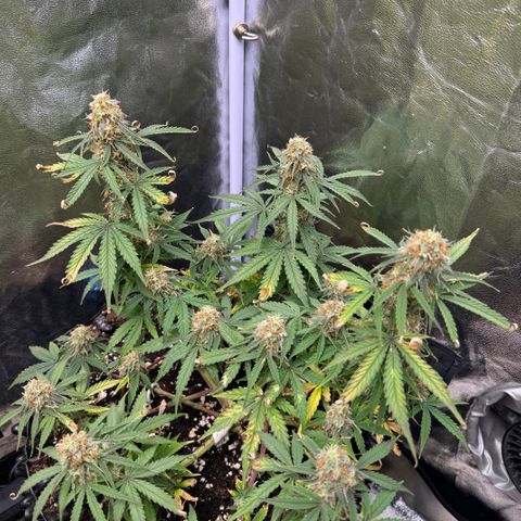 Haze Berry growlog timeline photo