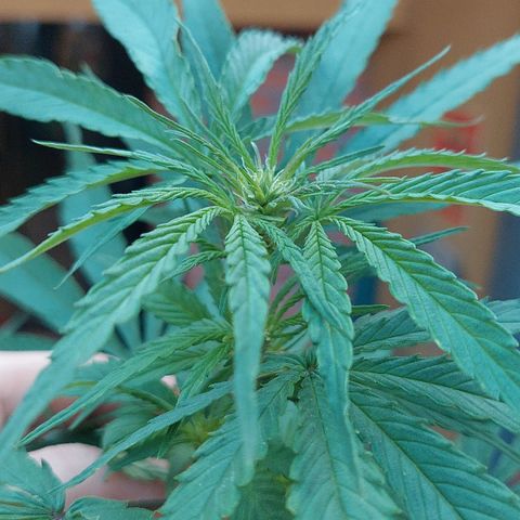 Giorgio growlog timeline photo