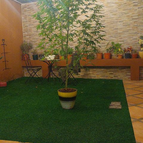 Giorgio growlog photo: Prefloración