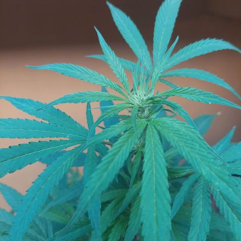 Giorgio growlog photo: Prefloración