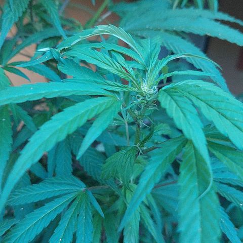Giorgio growlog timeline photo