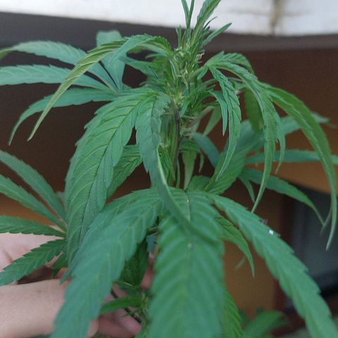 Giorgio growlog timeline photo
