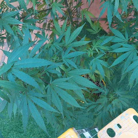 Giorgio growlog timeline photo