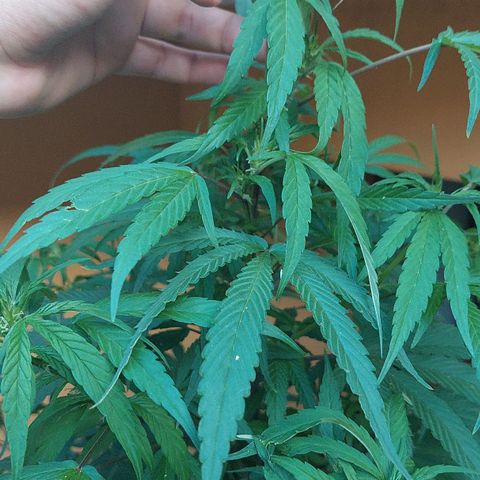 Giorgio growlog timeline photo