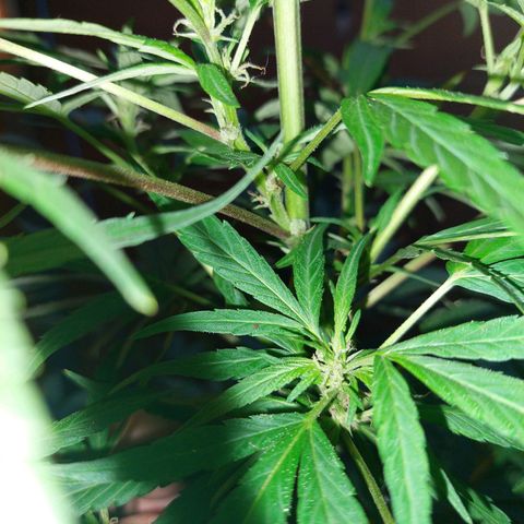 Giorgio growlog photo: Prefloracion 
