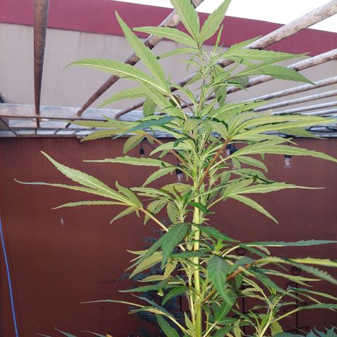 Giorgio growlog timeline photo