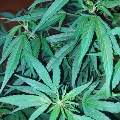 Giorgio growlog photo: Prefloracion 