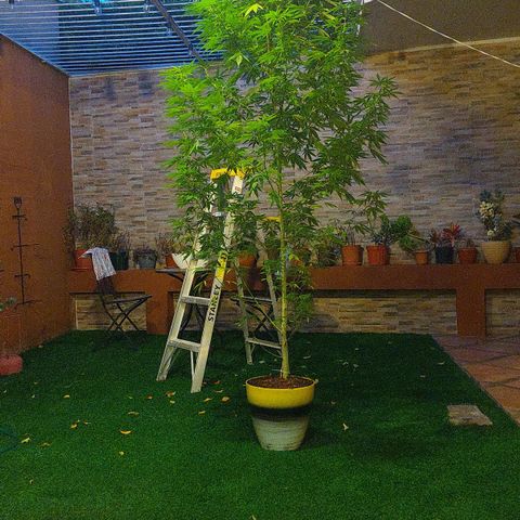 Giorgio growlog photo: Prefloracion 