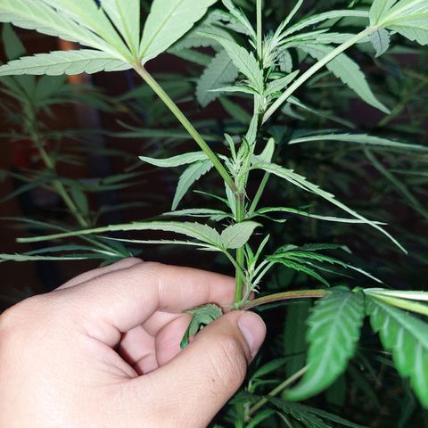 Giorgio growlog photo: Prefloracion 