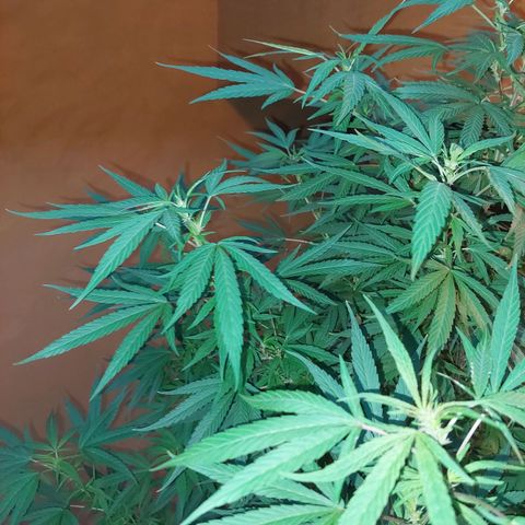 Giorgio growlog photo: Prefloracion 