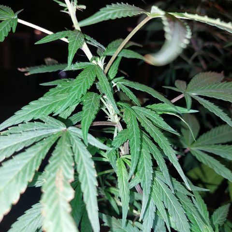 Giorgio growlog photo: Prefloracion 