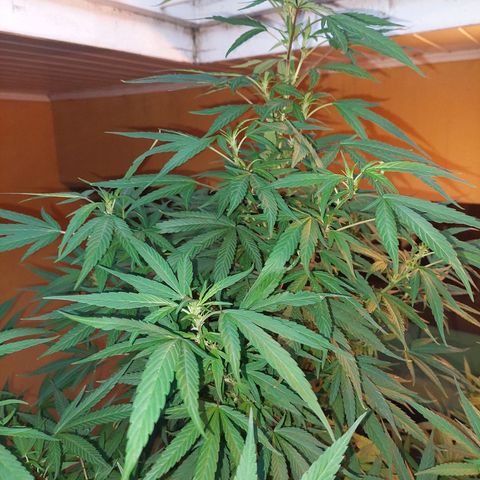 Giorgio growlog photo: Prefloracion 