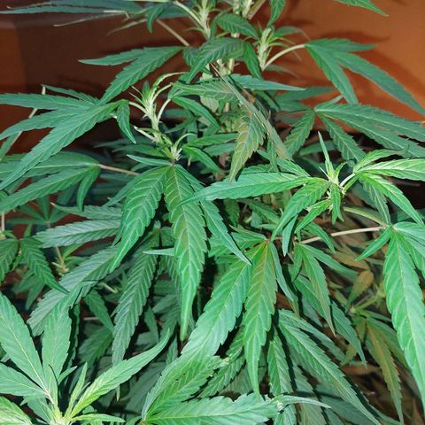 Giorgio growlog photo: Prefloracion 