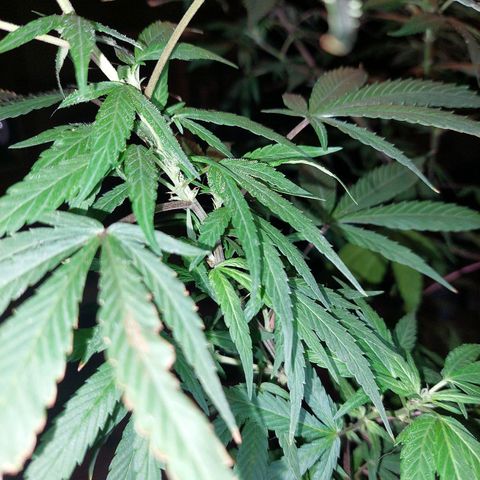 Giorgio growlog photo: Prefloracion 
