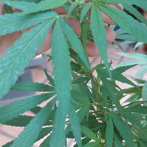 Giorgio growlog timeline photo