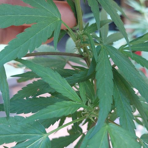 Giorgio growlog timeline photo