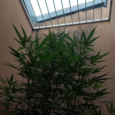 Giorgio growlog timeline photo