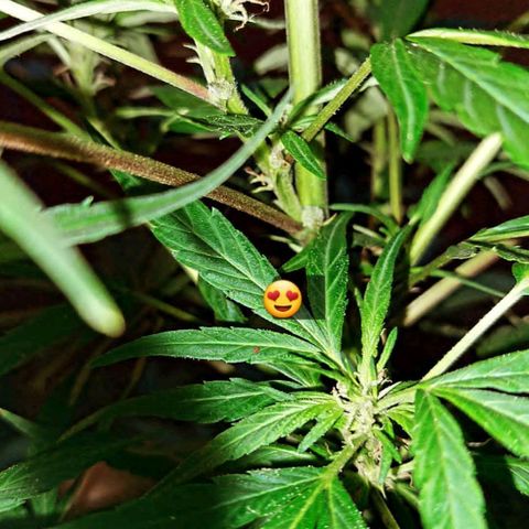 Giorgio growlog timeline photo