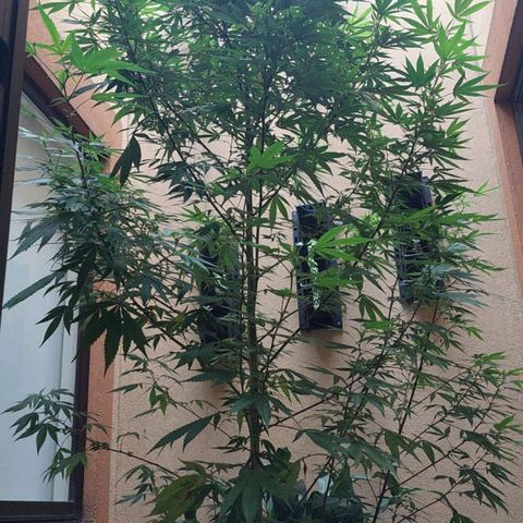Giorgio growlog timeline photo