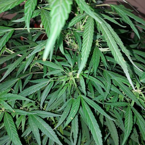 Giorgio growlog timeline photo