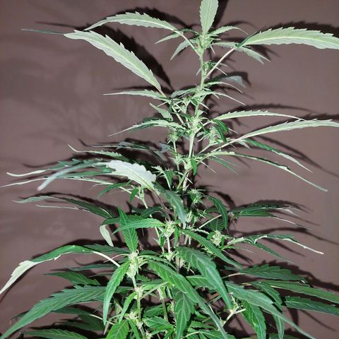 Giorgio growlog timeline photo