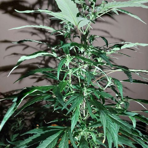 Giorgio growlog timeline photo