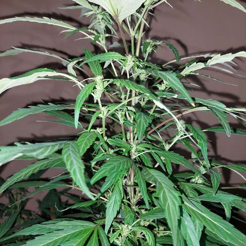 Giorgio growlog timeline photo