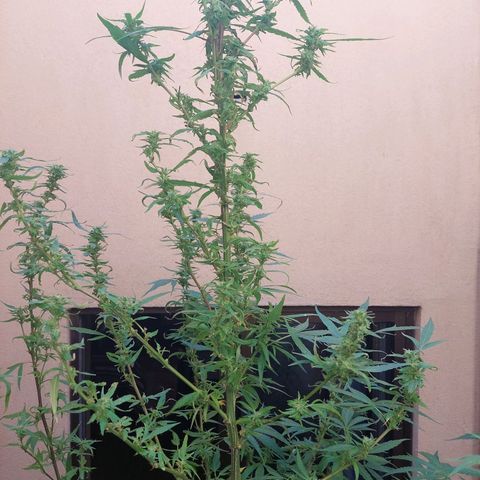 Giorgio growlog photo: Flora con defoliacion 