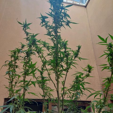 Giorgio growlog photo: Flora con defoliacion 