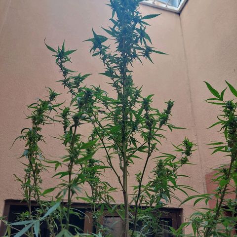 Giorgio growlog photo: Flora con defoliacion 