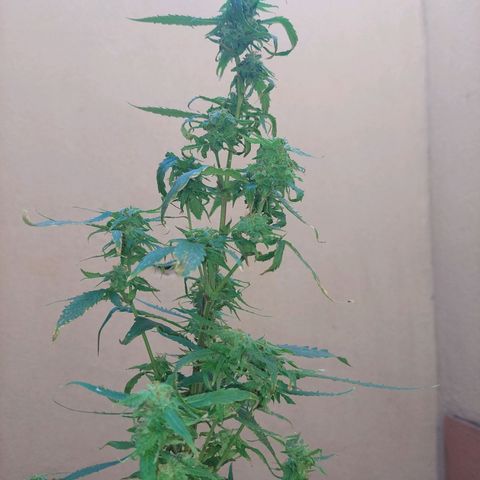 Giorgio growlog photo: Flora con defoliacion 