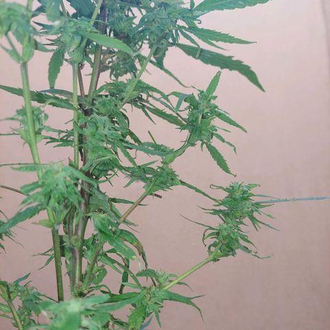 Giorgio growlog photo: Flora con defoliacion 
