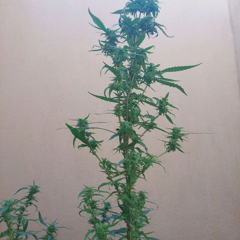Giorgio growlog photo: Flora con defoliacion 