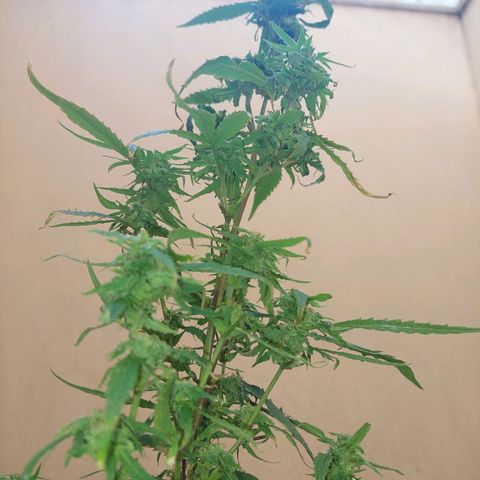Giorgio growlog photo: Flora con defoliacion 