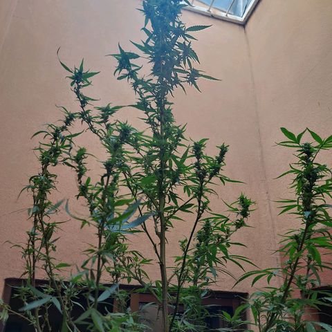 Giorgio growlog photo: Flora con defoliacion 