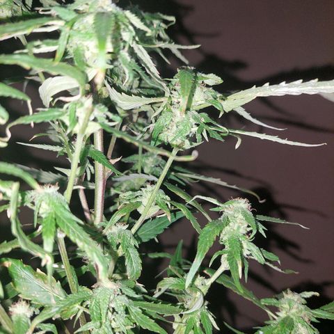 Giorgio growlog photo: Flora con defoliacion 