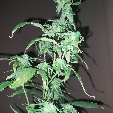 Giorgio growlog photo: Flora con defoliacion 