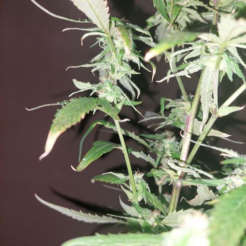 Giorgio growlog photo: Flora con defoliacion 