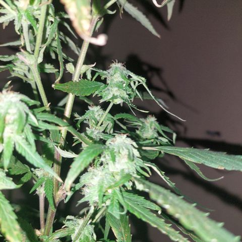 Giorgio growlog photo: Flora con defoliacion 