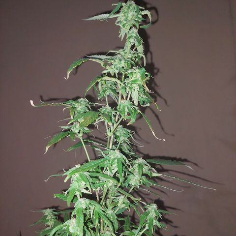 Giorgio growlog photo: Flora con defoliacion 