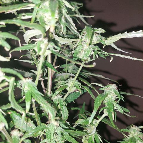 Giorgio growlog photo: Flora con defoliacion 