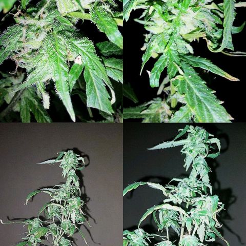 Giorgio growlog photo: Flora con defoliacion 