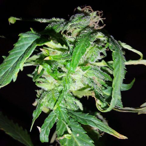 Giorgio growlog photo: Flora con defoliacion 