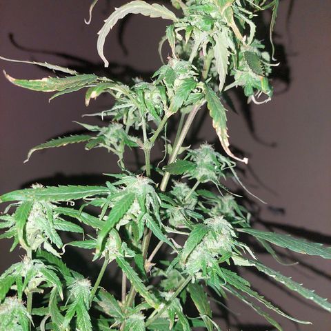 Giorgio growlog photo: Flora con defoliacion 