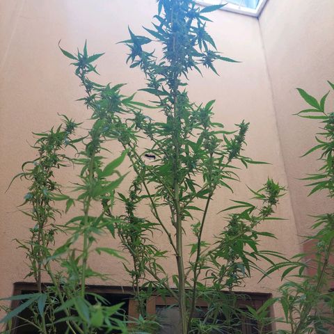 Giorgio growlog photo: Flora con defoliacion 