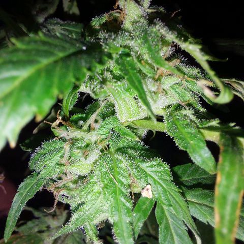 Giorgio growlog photo: Flora con defoliacion 