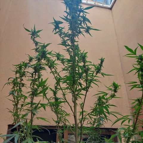Giorgio growlog photo: Flora con defoliacion 