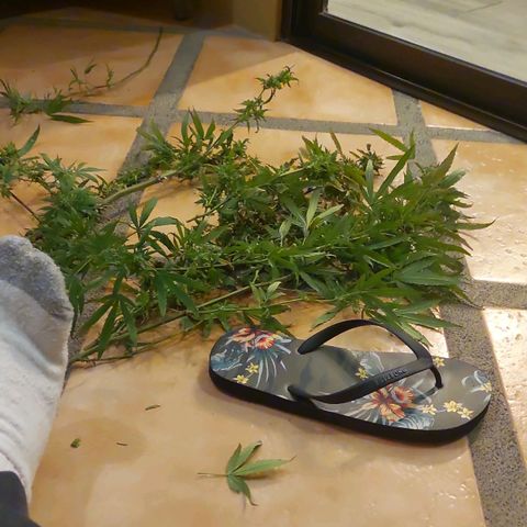 Giorgio growlog photo: Cosecha